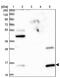 Glycine Cleavage System Protein H antibody, PA5-59538, Invitrogen Antibodies, Western Blot image 