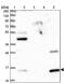 Glycine Cleavage System Protein H antibody, PA5-59538, Invitrogen Antibodies, Western Blot image 