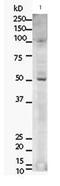 Telomeric Repeat Binding Factor 2 antibody, PA5-19426, Invitrogen Antibodies, Western Blot image 