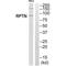 Repetin antibody, A15926, Boster Biological Technology, Western Blot image 