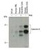 Galectin 9 antibody, AF2045, R&D Systems, Western Blot image 