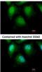Zinc Finger With KRAB And SCAN Domains 1 antibody, NBP2-20958, Novus Biologicals, Immunofluorescence image 