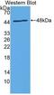 Interleukin 24 antibody, abx131749, Abbexa, Western Blot image 