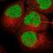 Bromodomain PHD Finger Transcription Factor antibody, NBP1-84756, Novus Biologicals, Immunofluorescence image 