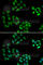 NSFL1 Cofactor antibody, A6677, ABclonal Technology, Immunofluorescence image 