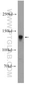 Syntaxin-binding protein 5 antibody, 24512-1-AP, Proteintech Group, Western Blot image 