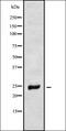 Mediator Complex Subunit 31 antibody, orb338414, Biorbyt, Western Blot image 