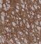 Hyaluronan And Proteoglycan Link Protein 4 antibody, FNab03754, FineTest, Immunohistochemistry paraffin image 