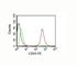 CD63 Molecule antibody, V2070PE-100T, NSJ Bioreagents, Flow Cytometry image 