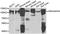 Rho GTPase-activating protein 44 antibody, abx006461, Abbexa, Western Blot image 