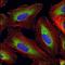 Eukaryotic Translation Elongation Factor 1 Alpha 1 antibody, LS-C65201, Lifespan Biosciences, Immunofluorescence image 