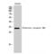 Olfactory Receptor Family 9 Subfamily Q Member 1 antibody, LS-C385232, Lifespan Biosciences, Western Blot image 