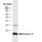 IL-4 antibody, MCA1525, Bio-Rad (formerly AbD Serotec) , Enzyme Linked Immunosorbent Assay image 