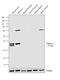 Arginase 1 antibody, PA5-18392, Invitrogen Antibodies, Western Blot image 