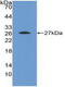 Fibroblast Growth Factor Receptor 4 antibody, MBS2001485, MyBioSource, Western Blot image 