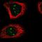 Polo Like Kinase 1 antibody, NBP2-49014, Novus Biologicals, Immunofluorescence image 