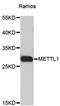 Methyltransferase Like 1 antibody, STJ26517, St John