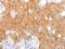 A-Kinase Interacting Protein 1 antibody, PA5-67595, Invitrogen Antibodies, Immunohistochemistry frozen image 