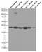 Insulin Like Growth Factor Binding Protein 2 antibody, 66644-1-Ig, Proteintech Group, Western Blot image 