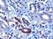 F-Box And WD Repeat Domain Containing 2 antibody, NB100-1300, Novus Biologicals, Immunohistochemistry paraffin image 