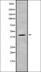 Ubiquitin Specific Peptidase 46 antibody, orb338788, Biorbyt, Western Blot image 
