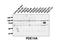 Phosphodiesterase 10A antibody, LS-C82354, Lifespan Biosciences, Western Blot image 