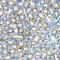 Catenin Alpha 1 antibody, LS-C334181, Lifespan Biosciences, Immunohistochemistry paraffin image 