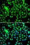Heat Shock Protein Family B (Small) Member 8 antibody, LS-C346062, Lifespan Biosciences, Immunofluorescence image 