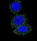 AKT Serine/Threonine Kinase 2 antibody, abx025205, Abbexa, Western Blot image 