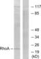 Ras Homolog Family Member A antibody, LS-C117707, Lifespan Biosciences, Western Blot image 