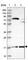 RNA polymerase II 16 kDa subunit antibody, HPA046092, Atlas Antibodies, Western Blot image 