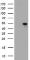 T-box transcription factor TBX19 antibody, NBP2-46077, Novus Biologicals, Western Blot image 