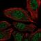 Proteasome 26S Subunit, Non-ATPase 7 antibody, NBP2-38612, Novus Biologicals, Immunocytochemistry image 