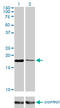 Baculoviral IAP Repeat Containing 5 antibody, LS-C196668, Lifespan Biosciences, Western Blot image 