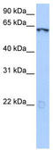 Lin-9 DREAM MuvB Core Complex Component antibody, TA339817, Origene, Western Blot image 