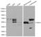 TNF Receptor Associated Factor 6 antibody, LS-C192297, Lifespan Biosciences, Western Blot image 