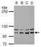 Insulin Receptor antibody, LS-C155319, Lifespan Biosciences, Western Blot image 