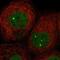Zinc Finger Protein 8 antibody, PA5-57061, Invitrogen Antibodies, Immunofluorescence image 