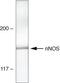 Nitric Oxide Synthase 1 antibody, 61-7000, Invitrogen Antibodies, Western Blot image 