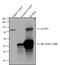 ArfGAP With Coiled-Coil, Ankyrin Repeat And PH Domains 1 antibody, 710012, Invitrogen Antibodies, Immunoprecipitation image 