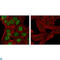 Nanog Homeobox antibody, LS-C812817, Lifespan Biosciences, Western Blot image 