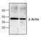 Beta-Actin antibody, AP00310PU-N, Origene, Western Blot image 