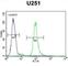 Vitrin antibody, abx025749, Abbexa, Western Blot image 