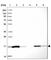 Peroxiredoxin 5 antibody, HPA037915, Atlas Antibodies, Western Blot image 