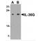Interleukin 36 Gamma antibody, MBS153569, MyBioSource, Western Blot image 