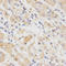 SH2B Adaptor Protein 1 antibody, LS-C334143, Lifespan Biosciences, Immunohistochemistry frozen image 