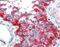 IKAROS Family Zinc Finger 1 antibody, 45-644, ProSci, Enzyme Linked Immunosorbent Assay image 
