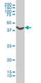 Adrenoceptor Alpha 1A antibody, LS-C196623, Lifespan Biosciences, Western Blot image 