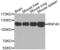 Ring Finger Protein 40 antibody, abx001860, Abbexa, Western Blot image 