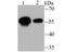 Ubiquitin Specific Peptidase 14 antibody, A03042-1, Boster Biological Technology, Western Blot image 